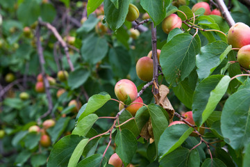 apricots on the tree on the nature