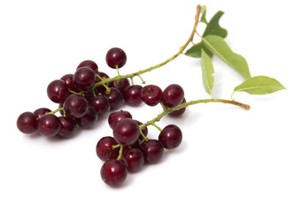 red bird-cherry tree