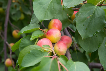 apricots on the tree on the nature