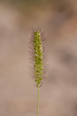 Spike grass with seeds