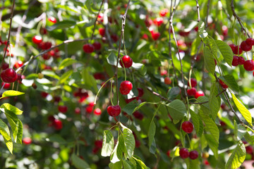 red cherries on the tree