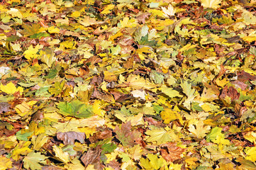 Fall leaves background