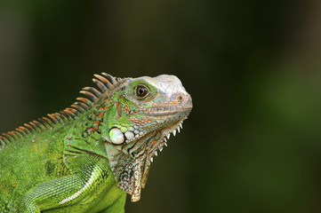 Green Iguana