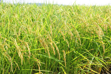 稲　収穫前