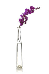 branch,orchid in vase