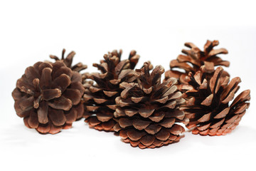 pine cones on a white background