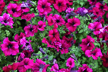 Blooming pink petunia