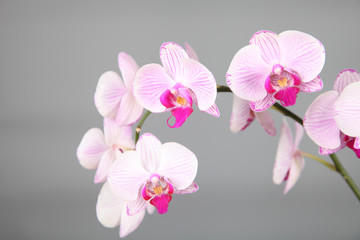 Beautiful pink orchid