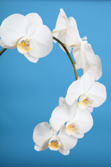 White orchid