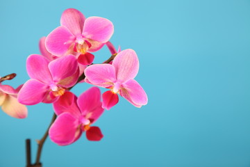 Beautiful pink orchid