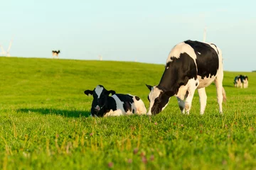 Fototapete Kuh Weidende Holsteinkühe
