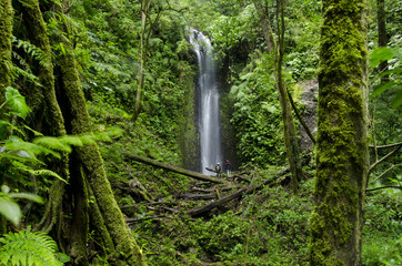 Fototapeta premium Waterfall at cloud forest, La Amistad international park, Chiriqui province, Panama, Central America