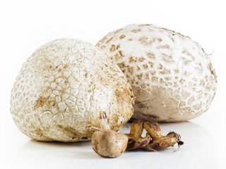 Puffball