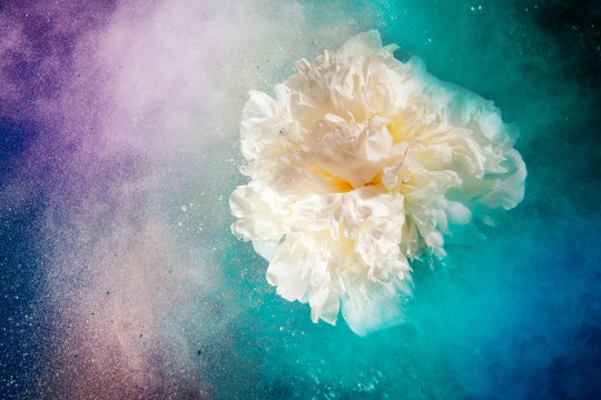 Fototapeta Universe like flowers