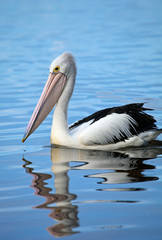 Fototapeta na wymiar Pelican w Swan River, Peerth, Australia