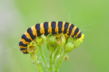 Cinnabar Moth Caterpillar On Ragwort Flower