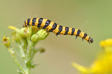 Cinnabar Moth Caterpillar