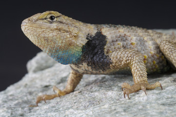 Desert spiny lizard / Sceloporus magister