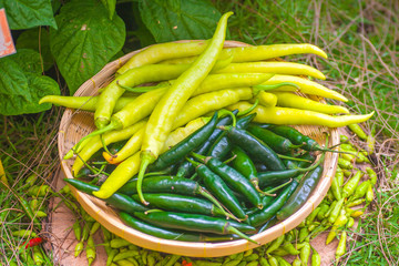 Pepper it is hot and spicy.