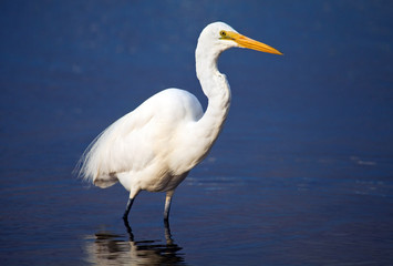 airone bianco maggiore
