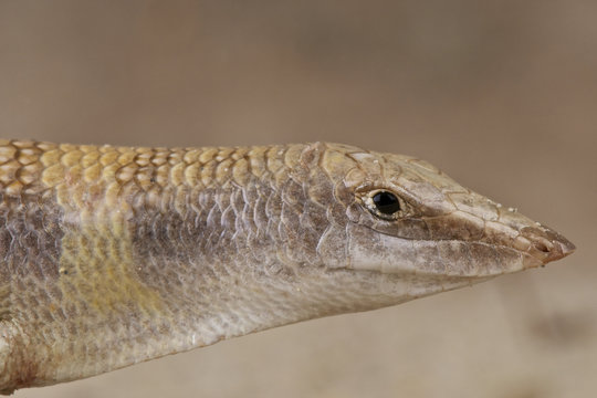 Sand Fish Face 「Sandfish」の画像 - 54 件の Stock 写真、ベクターおよびビデオ | Adobe Stock