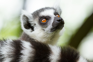 Ring-tailed lemur  in a dutch zoo © michaklootwijk