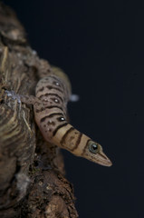 Dwarf gecko / Sphaerodactylus nigropunctatus