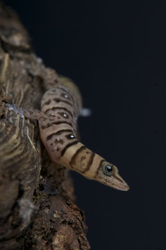 Dwarf gecko / Sphaerodactylus nigropunctatus