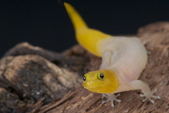 Yellow dwarf gecko / Sphaerodactylus nigropunctatus