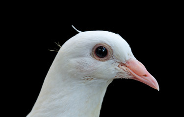 isolated dove head