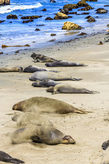 Sealion  relaxes and sleeps at the sandy beach