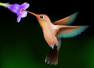 hummingbird  with flower