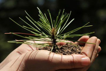 Sapling
