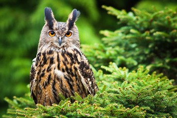 Hibou grand-duc