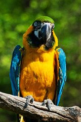 ara arakanga bird © jurra8