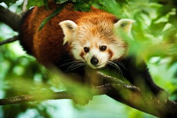 panda red