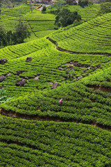 Tea plantation