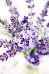 Lavendel