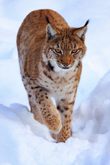 lynx