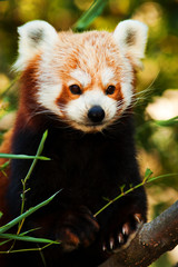 Obraz premium panda red