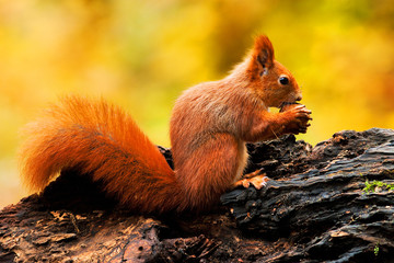 squirrel