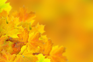 Fototapeta na wymiar jesień liście