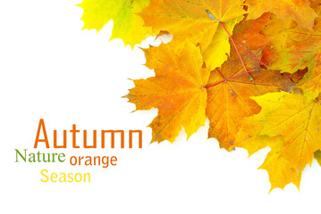 autumn leafs