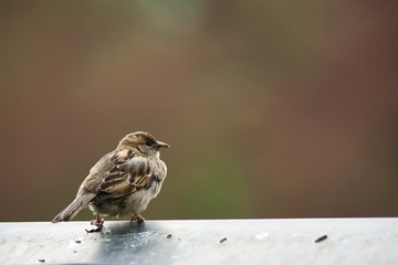 sparrow