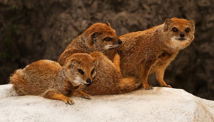 meerkats