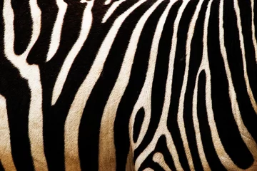 Foto op Canvas zebra © jurra8
