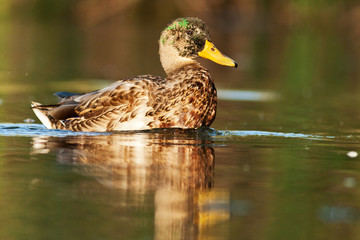 duck