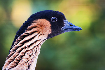 portrait of geese