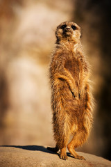 meerkat