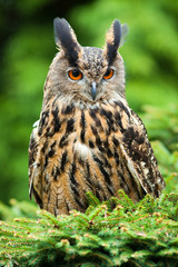 Eagle Owl